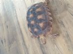 Rehomed...Sulcata   Young approx 2 years old (Sheldon)